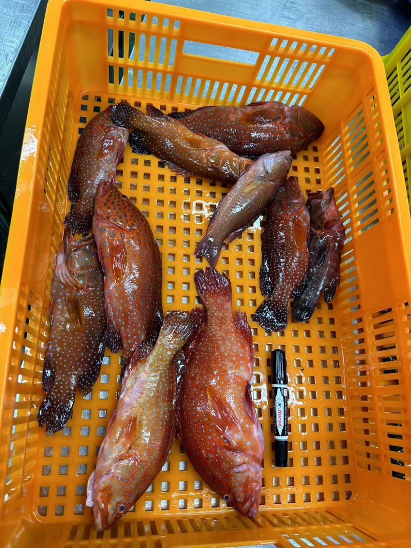 西沙蓝点星斑.芝麻斑.燕尾斑.黑瓜子斑.泰星斑.玫瑰斑。