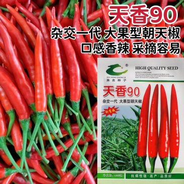 天香90朝天椒种子