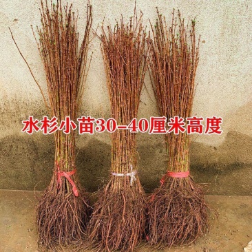 水杉苗绿化树苗水杉树苗落羽杉树苗适合河边农田庭院