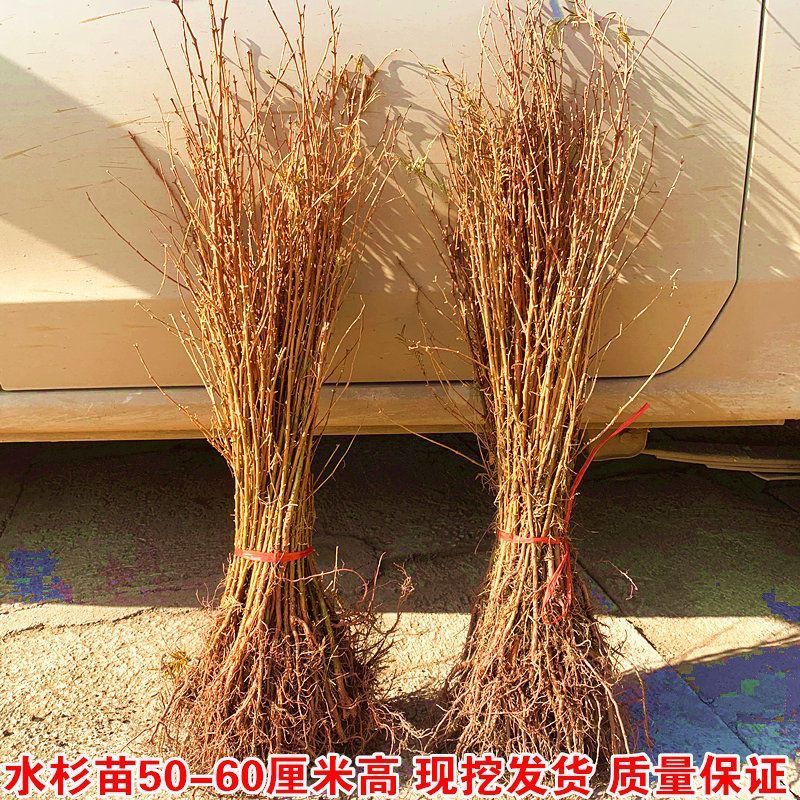 水杉苗绿化树苗水杉树苗落羽杉树苗适合河边农田庭院