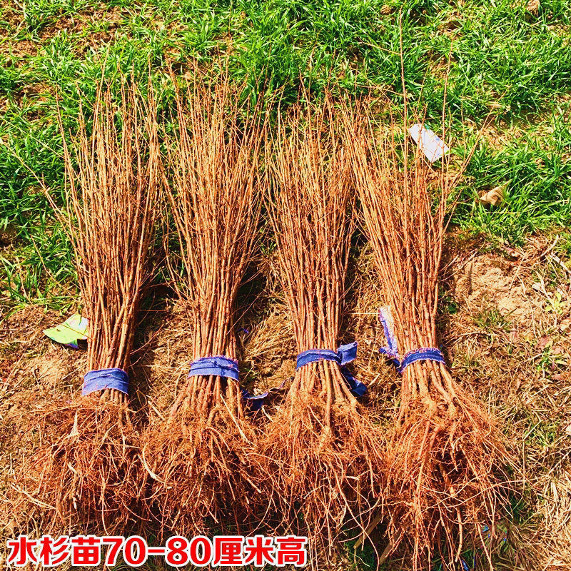 水杉苗绿化树苗水杉树苗落羽杉树苗适合河边农田庭院