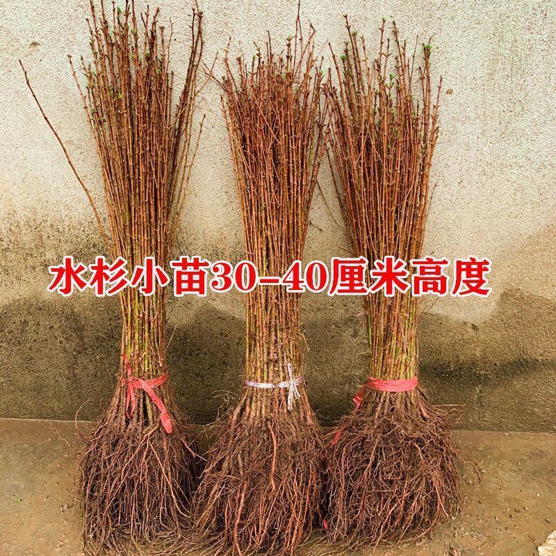 水杉苗绿化树苗水杉树苗落羽杉树苗适合河边农田庭院