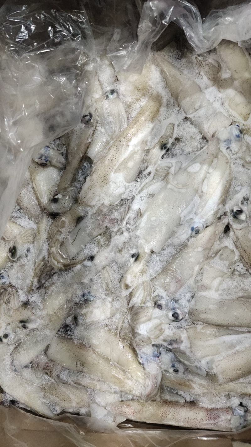 海兔
