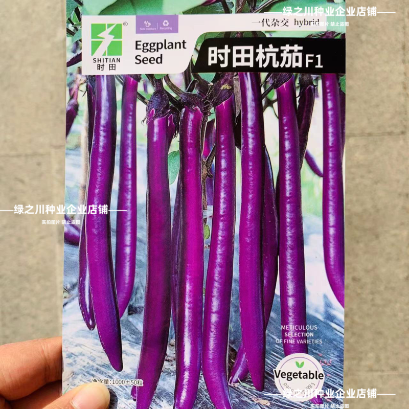 时田杭茄种子紫红油亮长线茄种子白肉口感软糯杭茄种籽