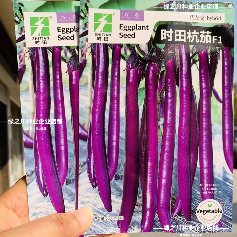 时田杭茄种子紫红油亮长线茄种子白肉口感软糯杭茄种籽