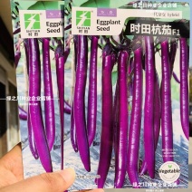 时田杭茄种子紫红油亮长线茄种子白肉口感软糯杭茄种籽