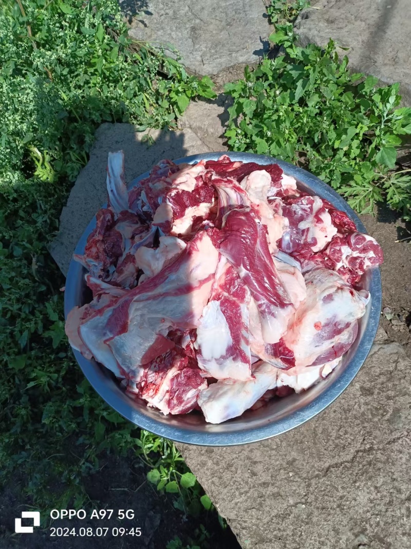 白条羊