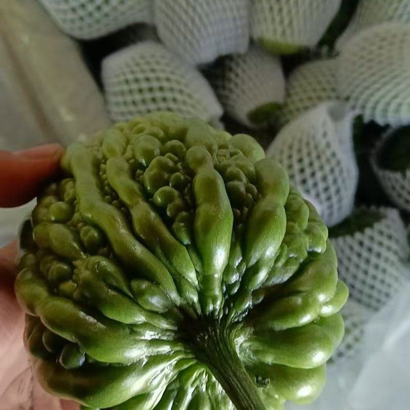 圆绿苹果苦瓜，大顶圆苦瓜