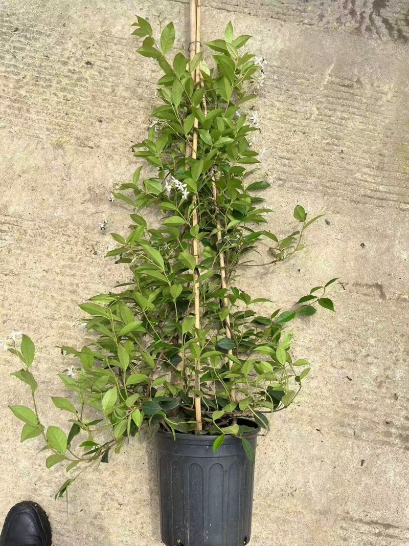 风车茉莉风车茉莉小苗大小规格都有20厘米一1.8米