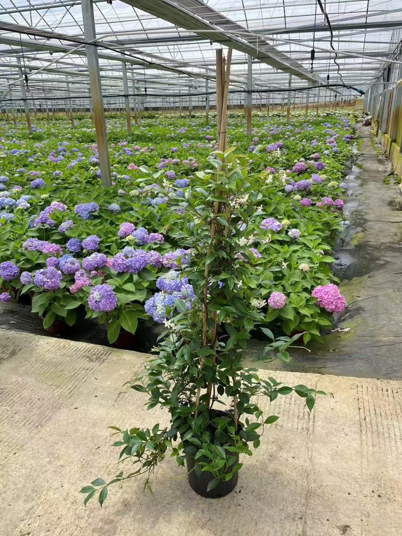 风车茉莉风车茉莉小苗大小规格都有20厘米一1.8米