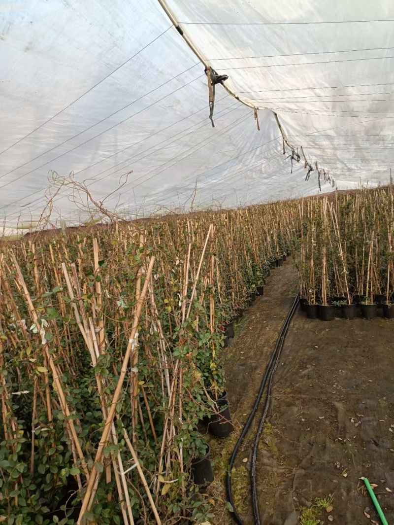 风车茉莉风车茉莉小苗大小规格都有20厘米一1.8米