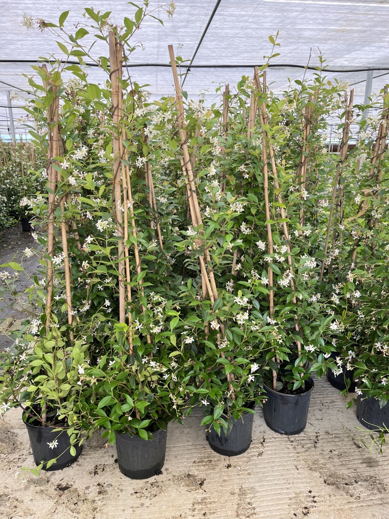风车茉莉风车茉莉小苗大小规格都有20厘米一1.8米