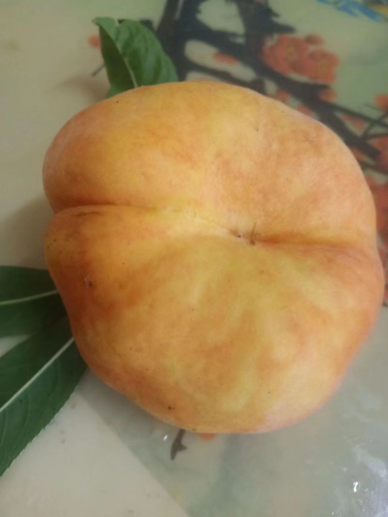 油桃苗，油蟠苗，永莲桃苗，天外之星苗