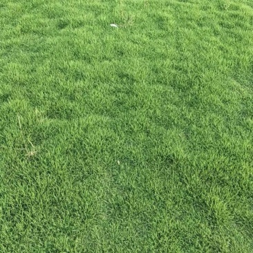 马尼拉草皮