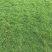 马尼拉草皮