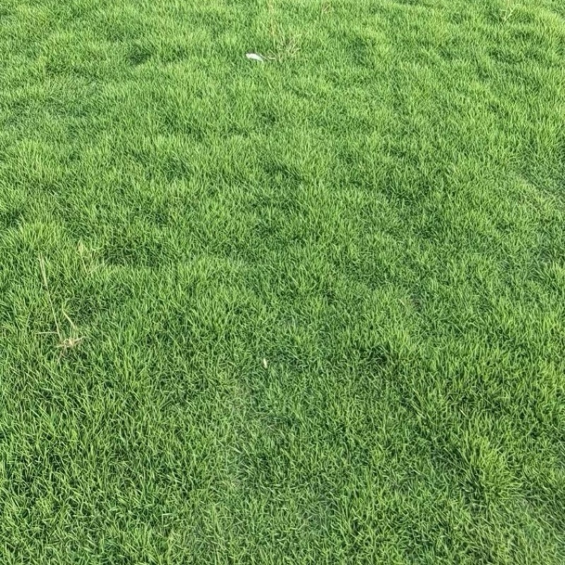 马尼拉草皮