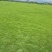 马尼拉草皮
