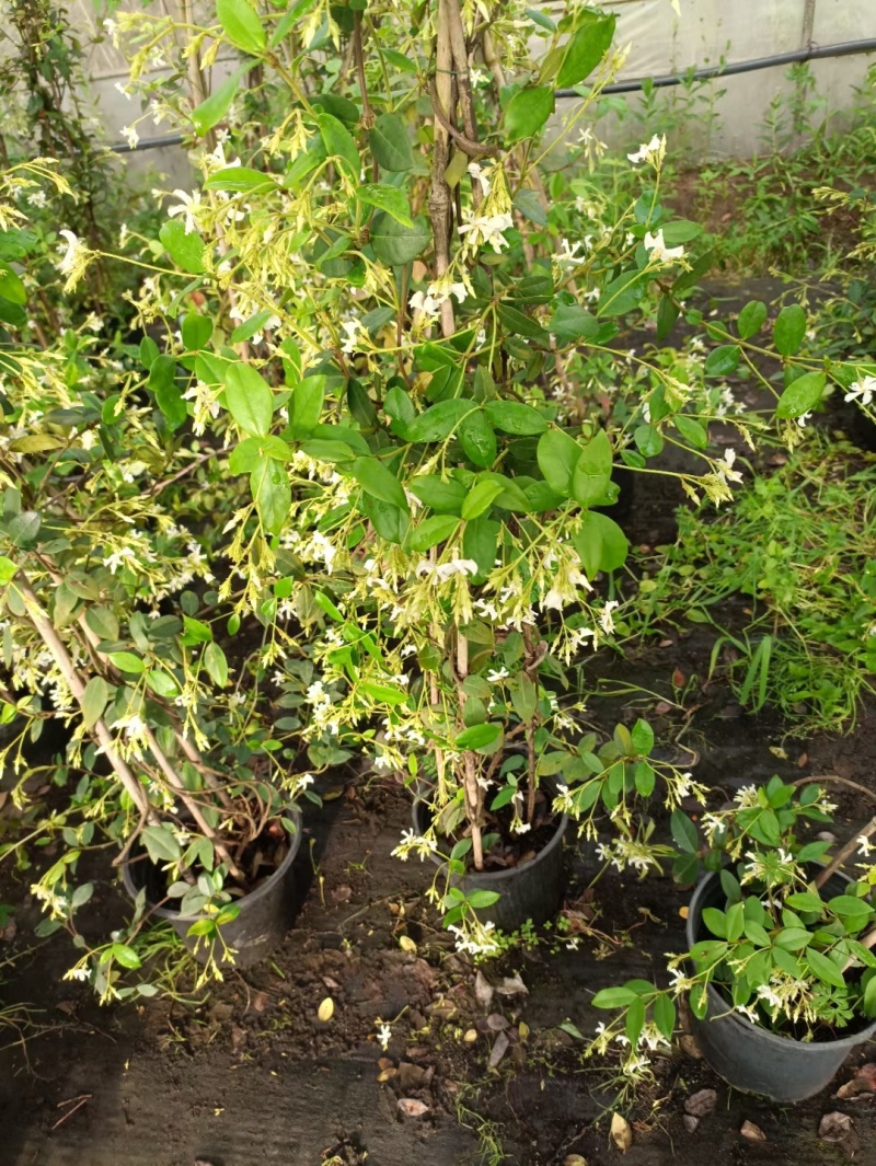 风车茉莉风车茉莉小苗大小规格都有20厘米一1.8米