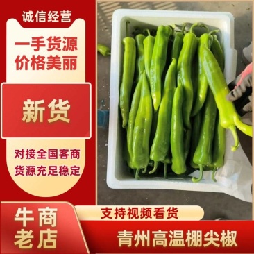山东省青州市优质尖椒杭椒大量上市中量大从优可视频看货