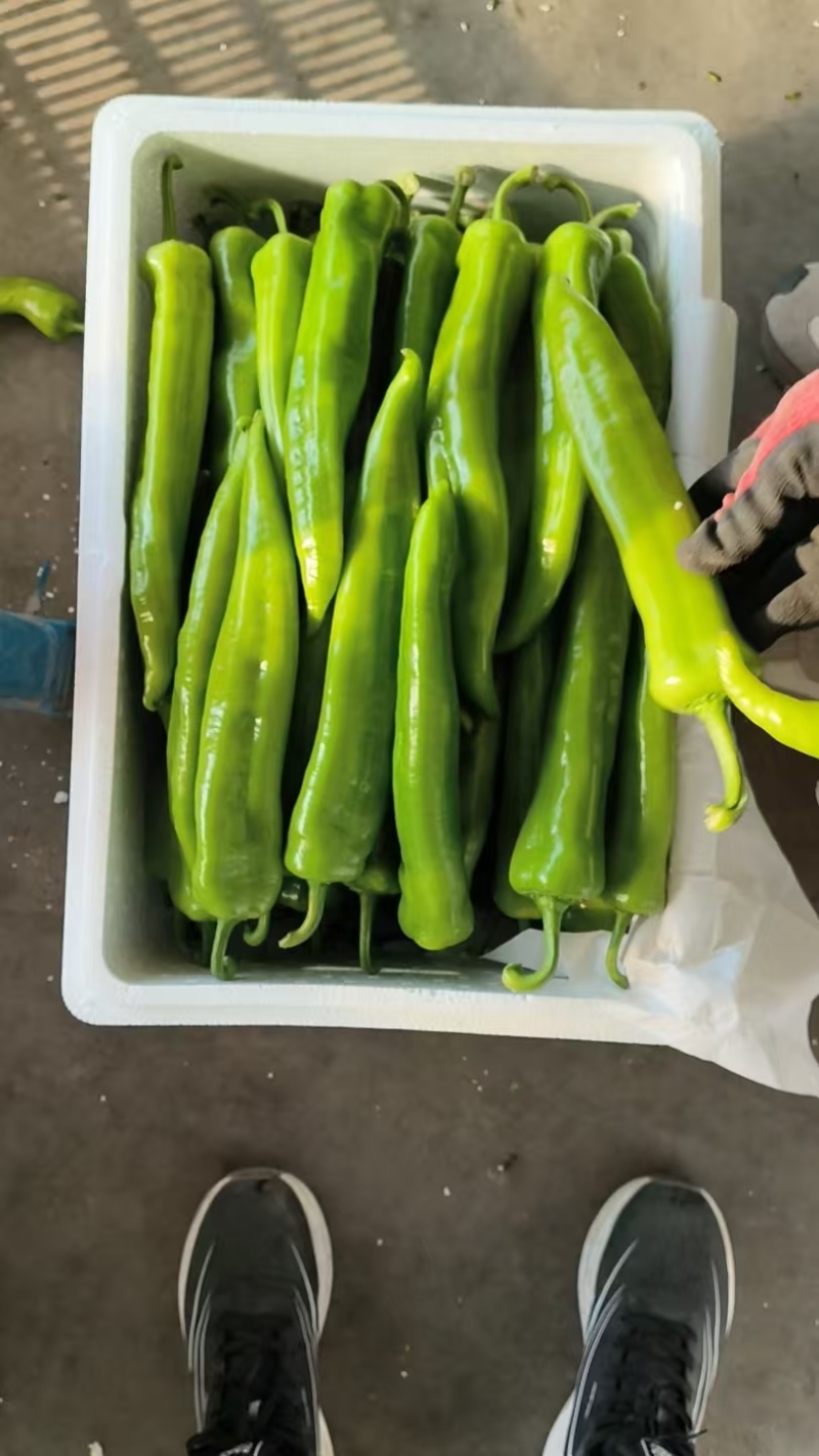 山东省青州市优质尖椒杭椒大量上市中量大从优可视频看货