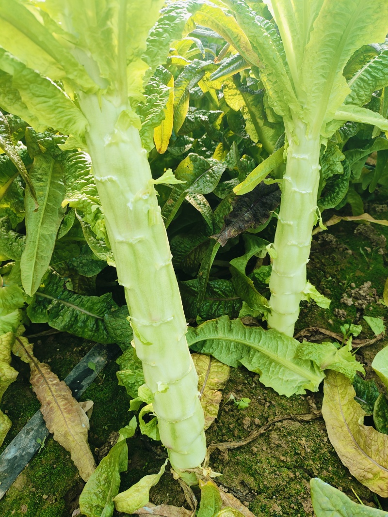 安徽莴苣竿，红尖叶莴笋莴苣青肉无空心