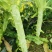 安徽红叶香莴笋产地直供，青皮青肉，无花无空心，大量供应。