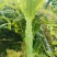 安徽红叶香莴笋产地直供，青皮青肉，无花无空心，大量供应。