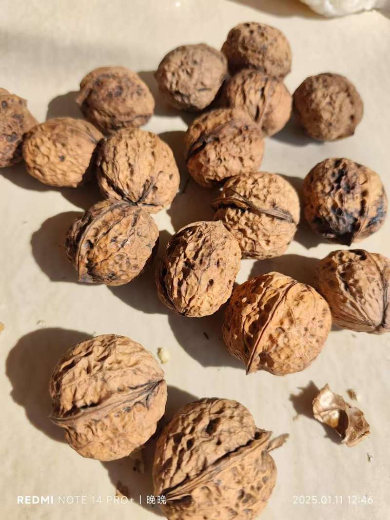 薄皮核桃