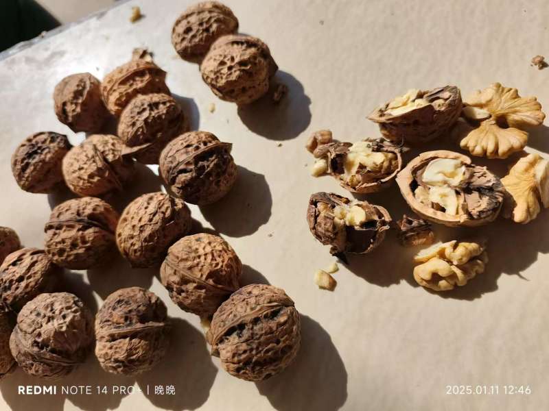 薄皮核桃