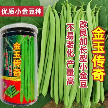 金玉传奇小金豆种子高产早熟四季豆种子云南小嫩豆种子红花