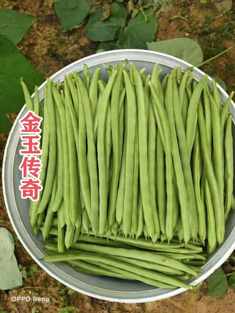 金玉传奇小金豆种子高产早熟四季豆种子云南小嫩豆种子红花