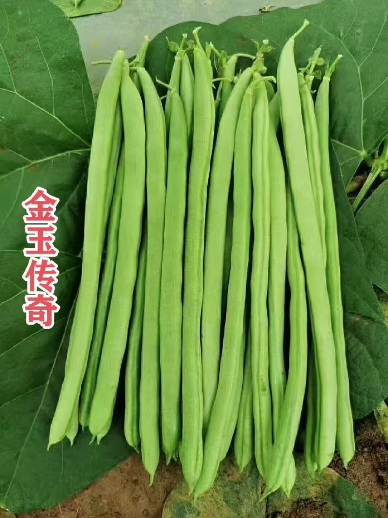 金玉传奇小金豆种子高产早熟四季豆种子云南小嫩豆种子红花