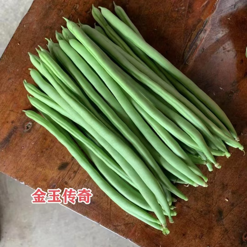 金玉传奇小金豆种子高产早熟四季豆种子云南小嫩豆种子红花