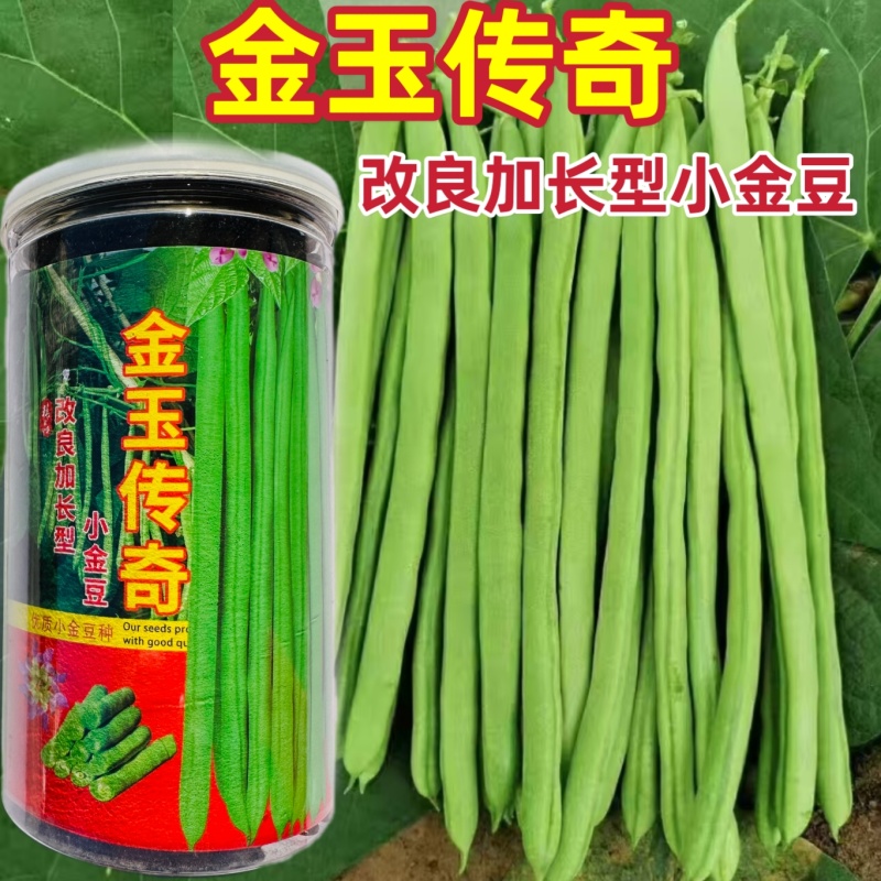 金玉传奇小金豆种子高产早熟四季豆种子云南小嫩豆种子红花