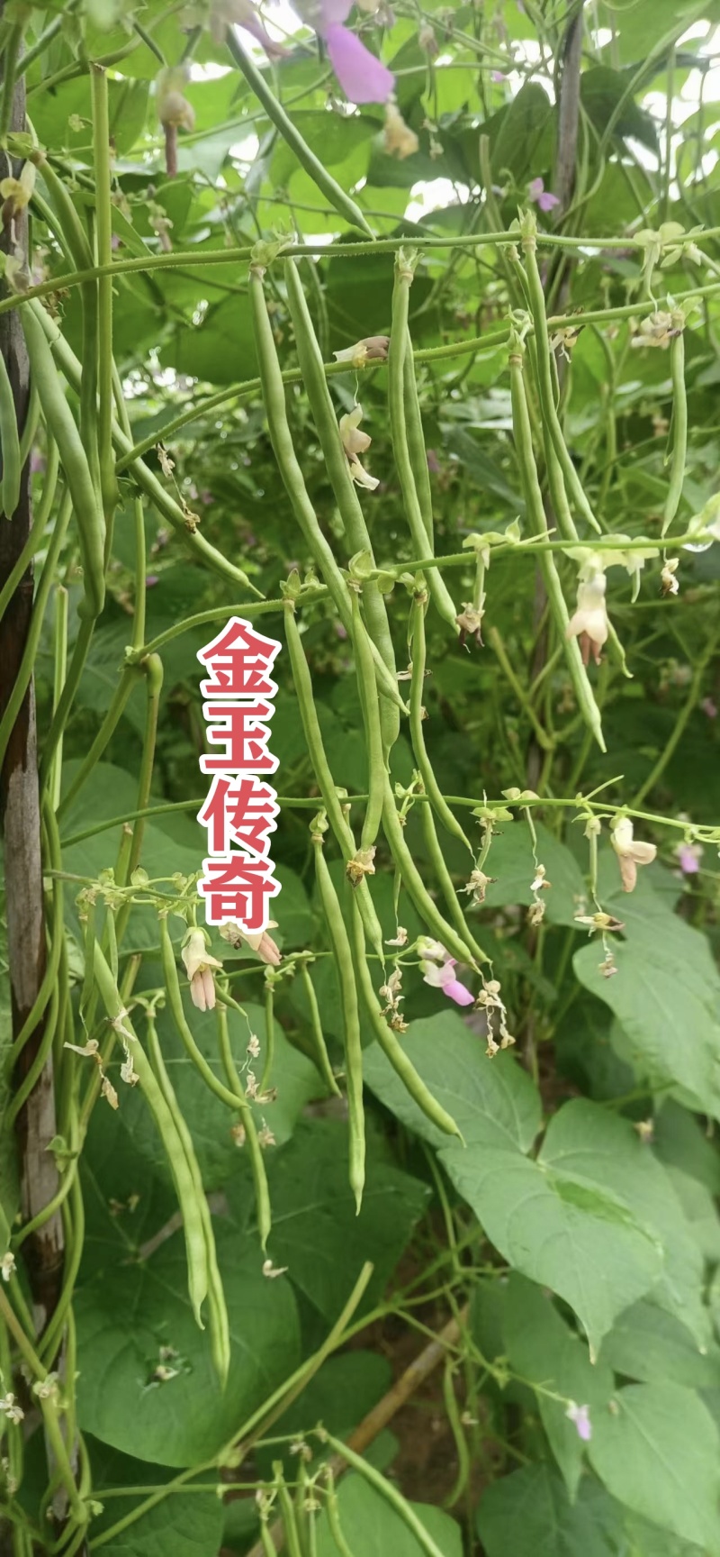 金玉传奇小金豆种子高产早熟四季豆种子云南小嫩豆种子红花