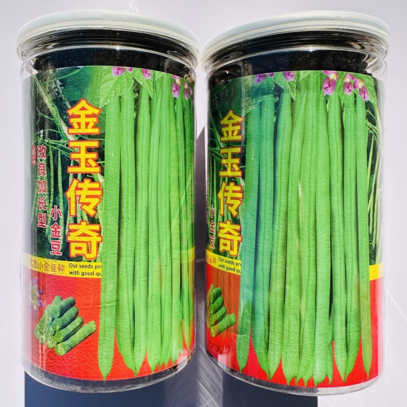 金玉传奇小金豆种子高产早熟四季豆种子云南小嫩豆种子红花