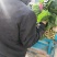 大叶菠菜