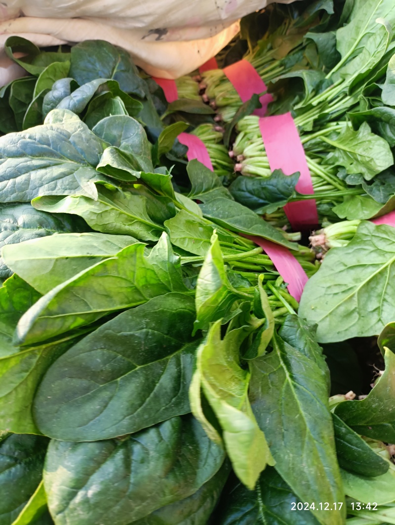 大叶菠菜
