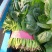 大叶菠菜