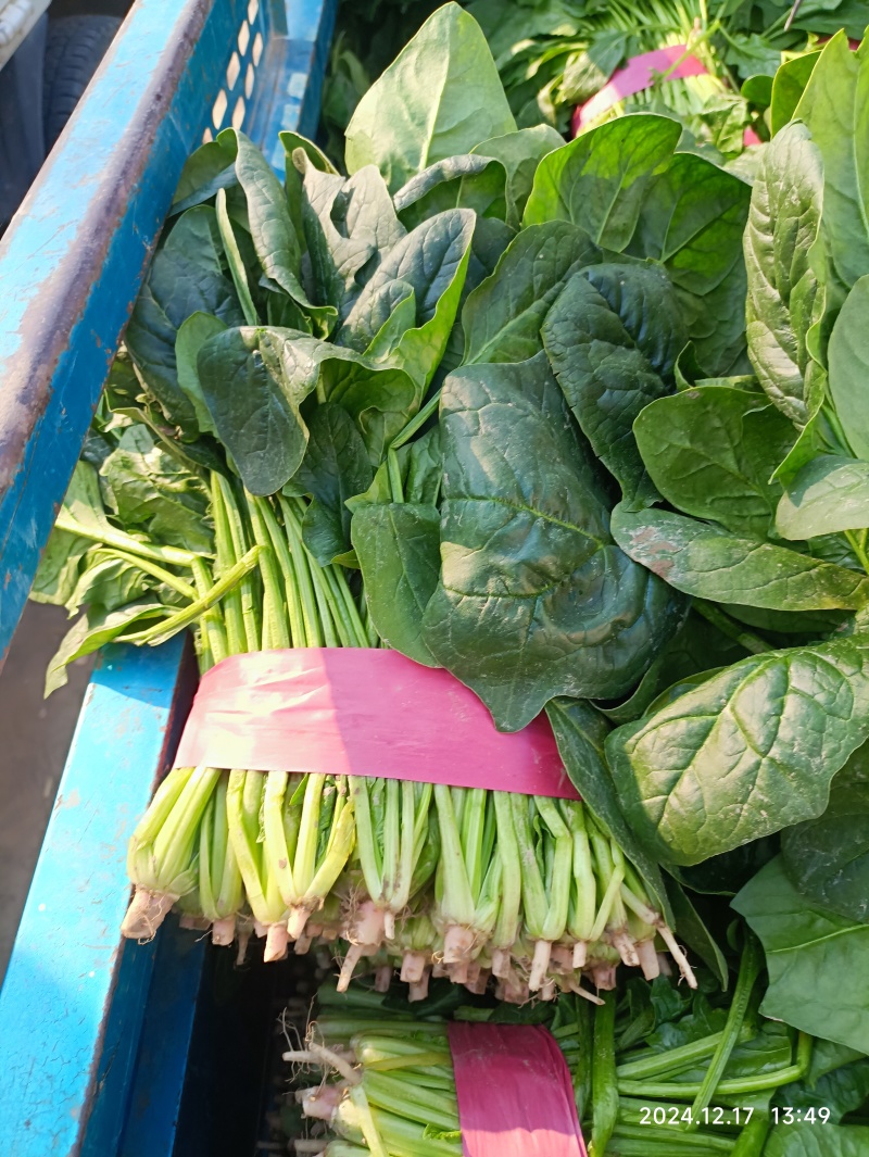 大叶菠菜