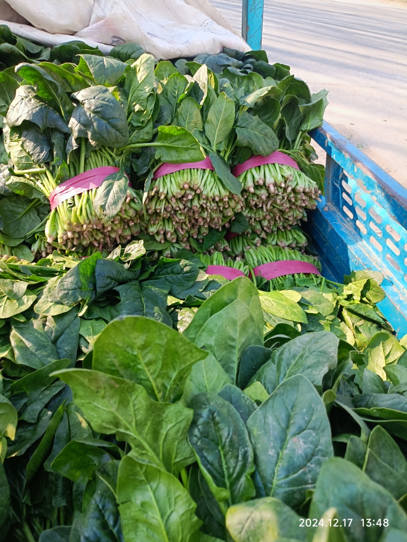 大叶菠菜