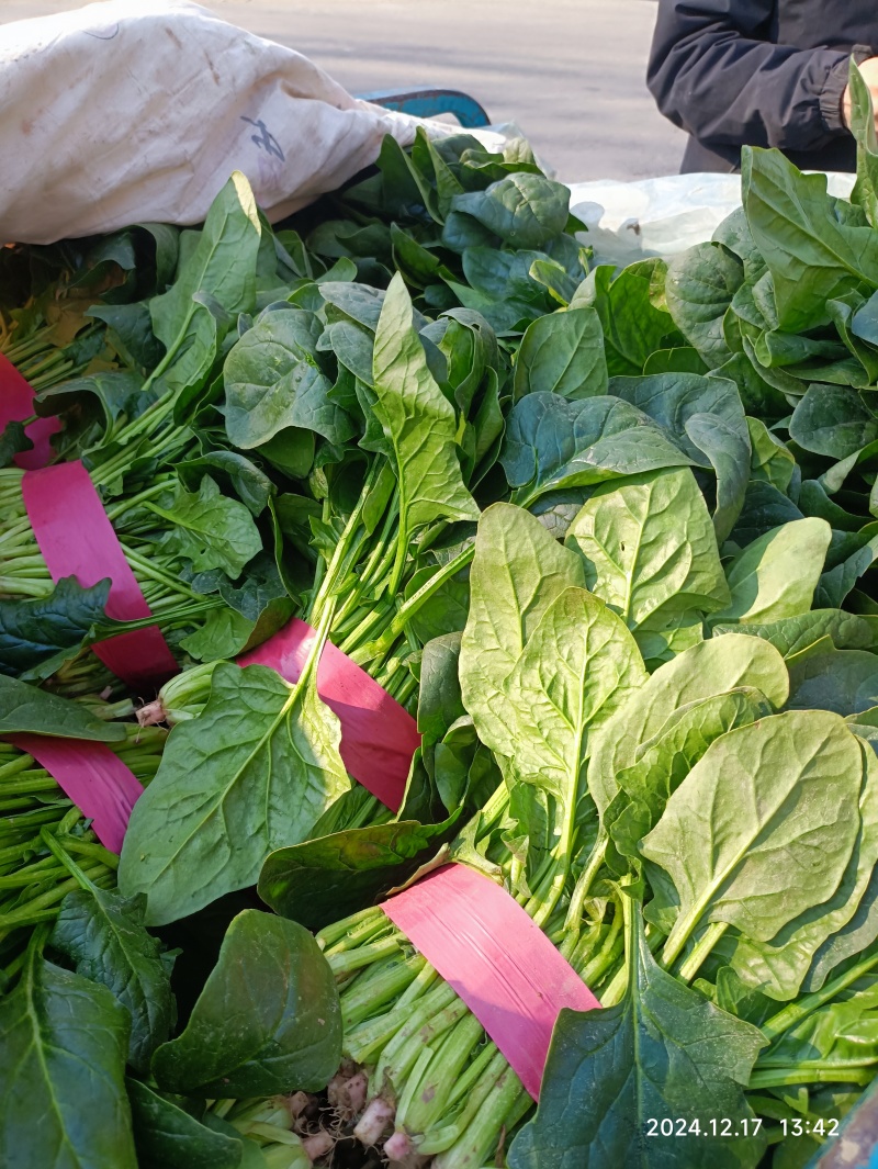 大叶菠菜