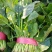 大叶菠菜
