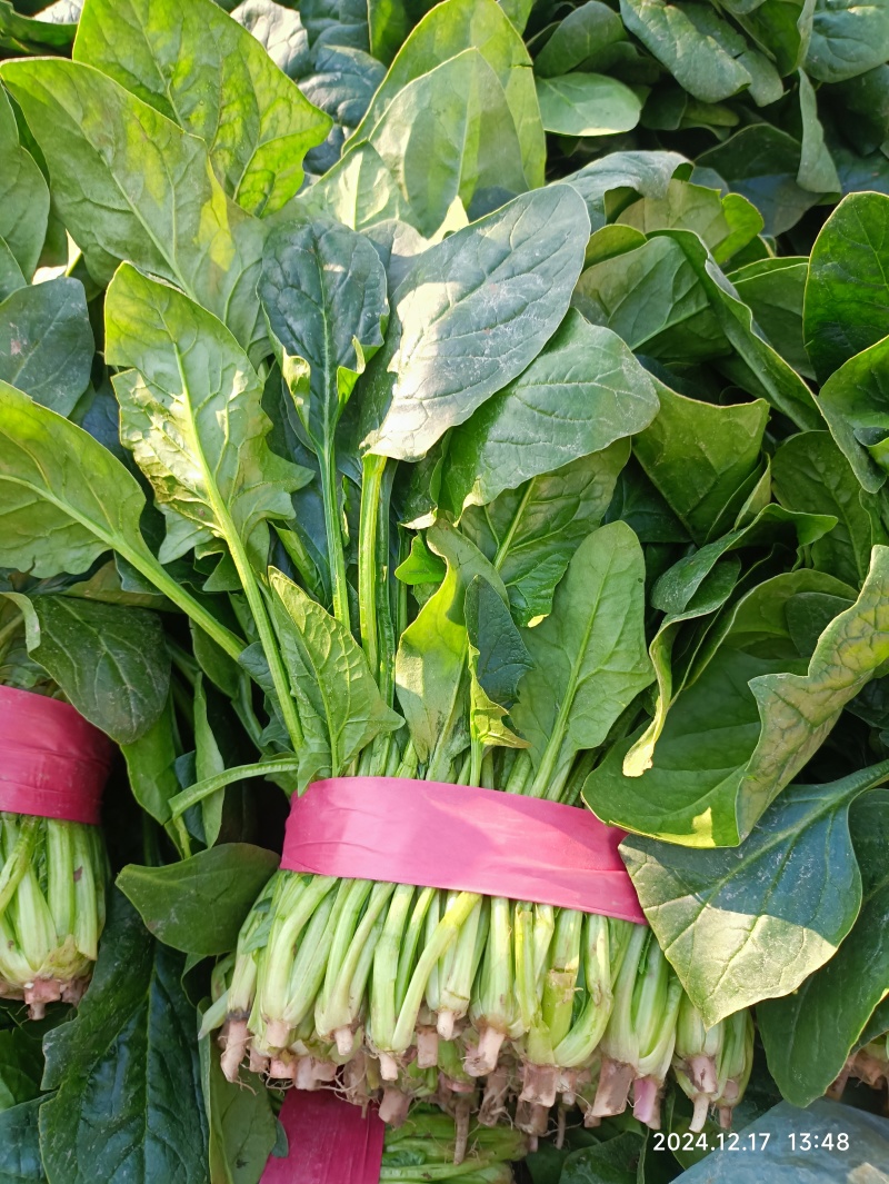 大叶菠菜