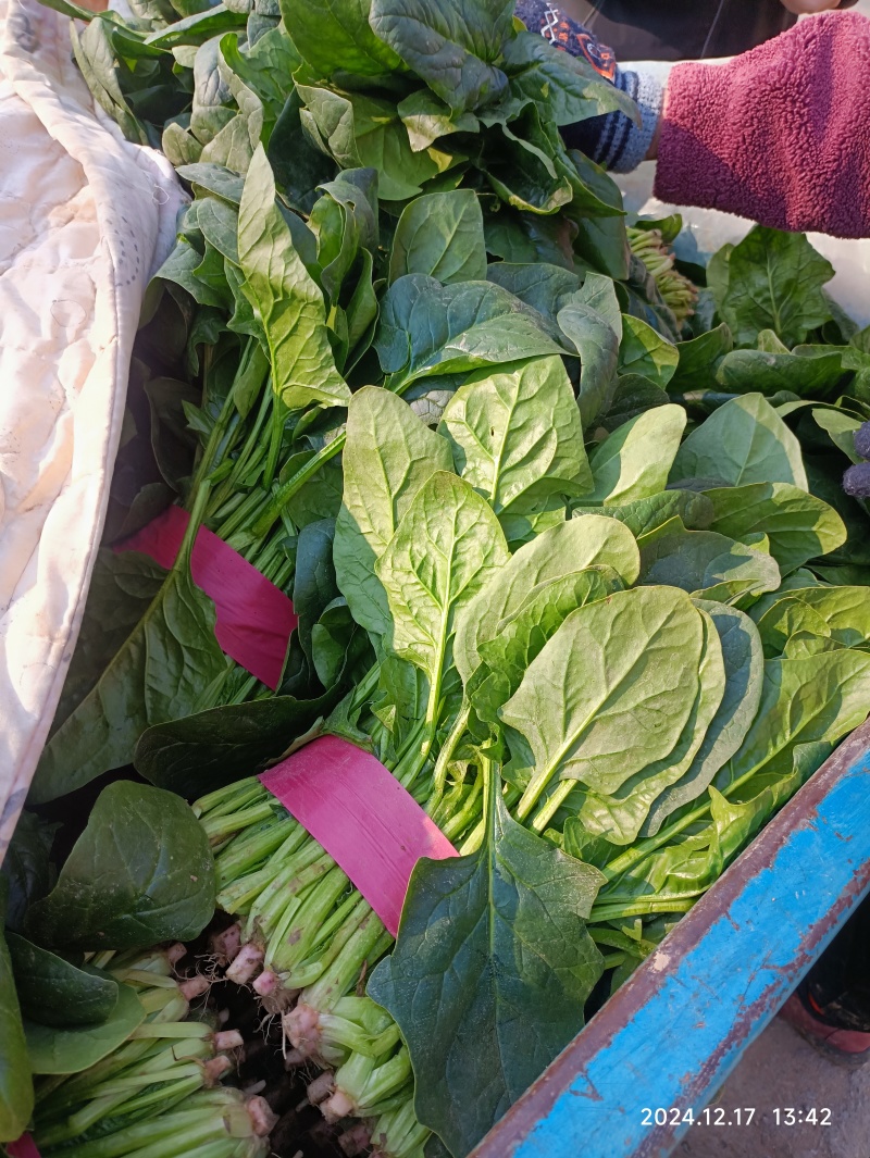 大叶菠菜