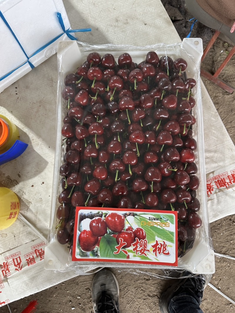 山东大樱桃暖棚，露天，支持一件代发，电商！