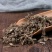 中药材小蓟1公斤小蓟草小计七七牙刺儿菜水野红花