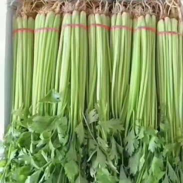 大量精品香芹，价格1块67一斤