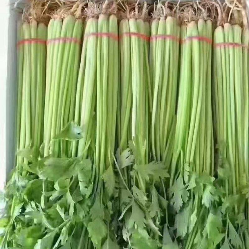 大量精品香芹，价格1块67一斤
