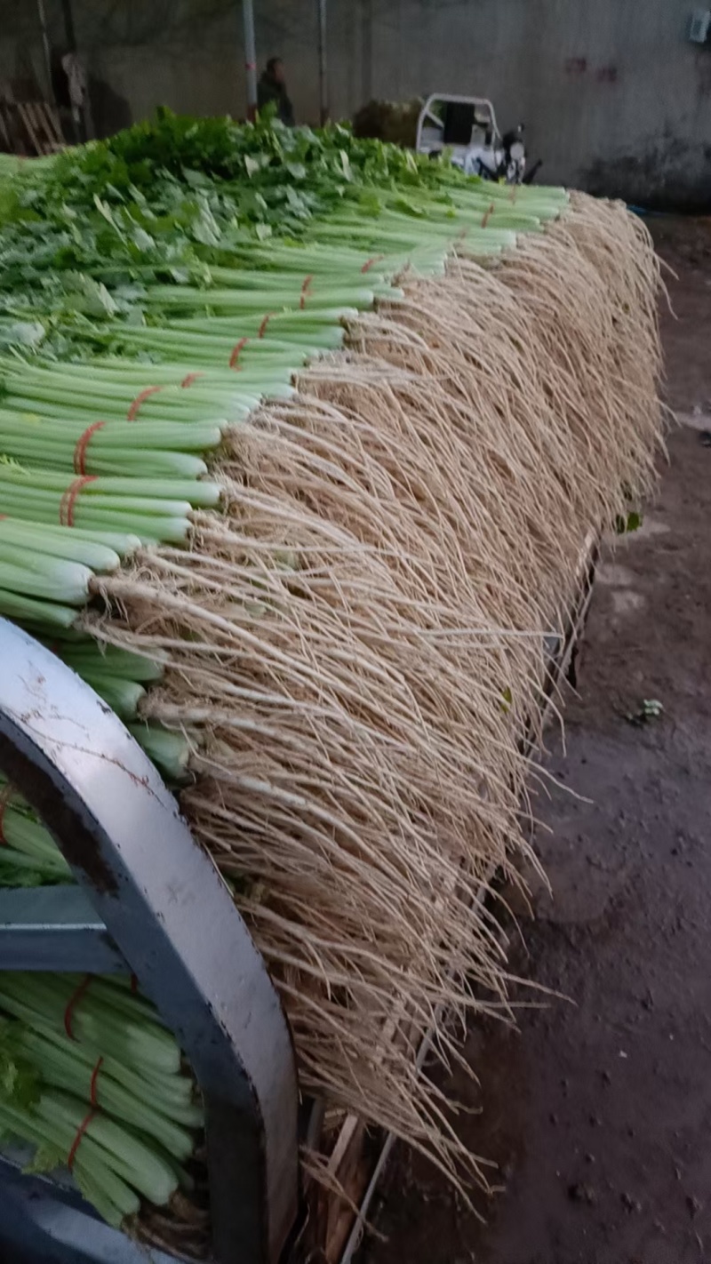 大量精品香芹，价格1块67一斤
